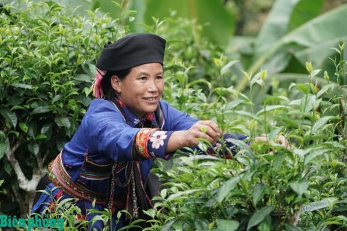 Phụ nữ Cờ Lao khai thác trà Shan tuyết trên đỉnh Túng Sán. Ảnh: Văn Đào