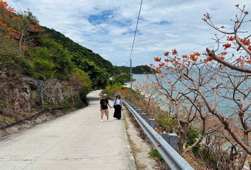 Bên cạnh các hoạt động lặn ngắm san hô, khám phá biển đảo, mùa hoa ngô đồng đang trở thành sản phẩm du lịch đặc trưng, góp phần gia tăng sức hút cho điểm đến.