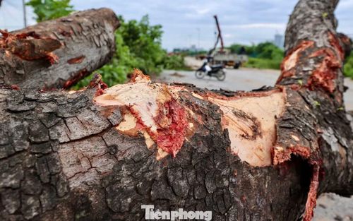 Hiện tại, nhiều cây xà cừ dọc hai bên đường đang được chặt hạ, sau đó sử dụng thiết bị cơ giới đánh chuyển về các vườn ươm để tập kết, kiểm đếm.