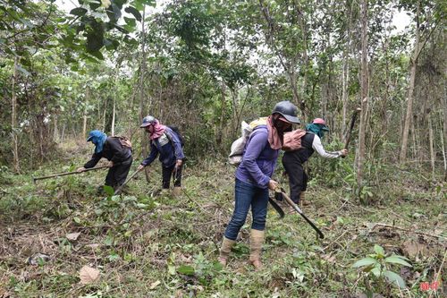 Phát dọn những cây thứ cấp, cây cộng sinh để trồng những loài cây bản địa, hướng tới mục tiêu làm giàu rừng.