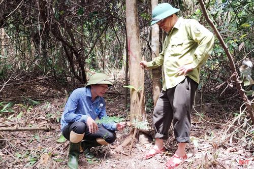 Cán bộ, nhân viên Ban QLRPH Nam Hà Tĩnh kiểm tra những diện tích rừng mới được trồng bằng nguồn vốn ERPA để có biện pháp chăm sóc, chống hạn phù hợp.