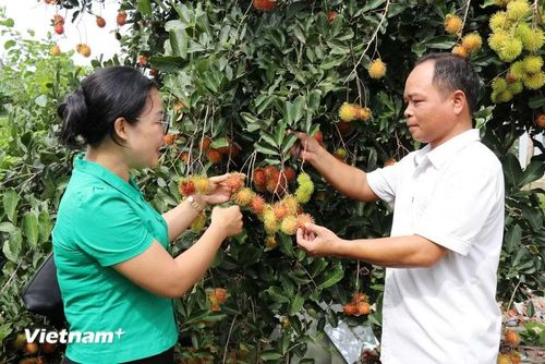 Anh Chu Đức Hưng cùng cán bộ của xã Đạ Tẻh, tỉnh Lâm Đồng trao đổi kinh nghiệm mô hình trồng cây ăn quả để phát triển kinh tế. (Ảnh: Nguyễn Huy Thành/Vietnam+)
