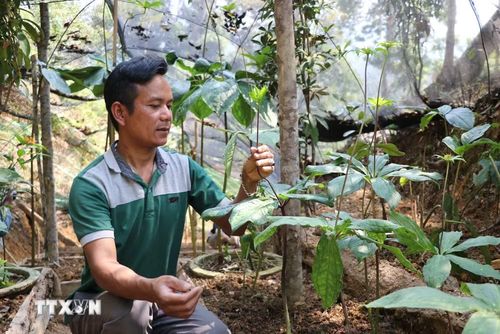 Mô hình trồng ba kích dưới tán rừng tại xã Tây Giang, thành phố Đà Nẵng. (Ảnh: Khoa Chương/TTXVN)