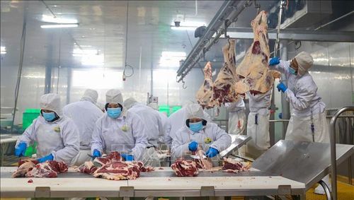 Công nhân thực hiện đóng gói thịt bò tại cơ sở chế biến thực phẩm đạt tiêu chuẩn vệ sinh an toàn thực phẩm trên địa bàn tỉnh Tây Ninh.