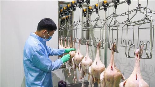 Cán bộ thú y kiểm tra thân thịt gia cầm trên dây chuyền giết mổ nhằm bảo đảm vệ sinh thú y, an toàn thực phẩm trước khi đưa sản phẩm ra thị trường.