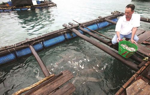 Cán bộ tín dụng NHCSXH Phú Quốc luôn đồng hành, tận tình giúp người dân sử dụng vốn chính sách phát triển sản xuất, cải thiện cuộc sống.