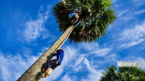Do thân cây lớn và nhẵn, người dân phải buộc dọc theo thân một cây tre già, giữ lại các mắt tre làm bậc thang. Đây là "phương tiện" duy nhất giúp người thợ chinh phục độ cao để lấy từng giọt mật.