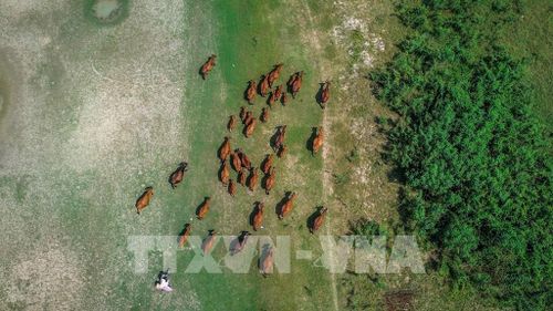 Khu vực lòng hồ Dầu Tiếng với những bãi cỏ xanh rộng lớn hình thành khi mực nước hạ thấp theo mùa. Ảnh: Giang Phương - TTXVN 