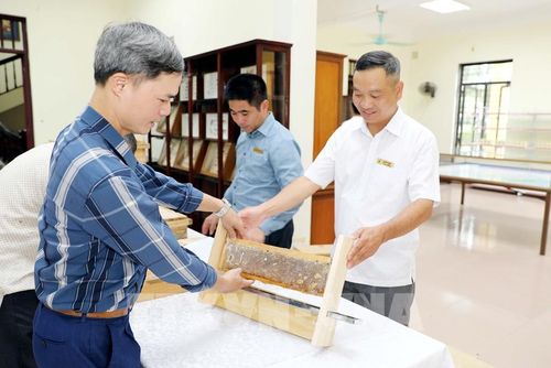 Các đại biểu tham quan mô hình khay gỗ để nuôi ong lấy mật. Ảnh: Thái Thuần – TTXVN