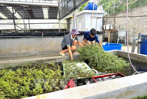Rau sam biển được kết hợp nuôi trồng theo mô hình aquaponics, vừa có tác dụng làm sạch nước, nước có thêm nguồn sau sạch. Ảnh: Hương Giang - TTXVN
