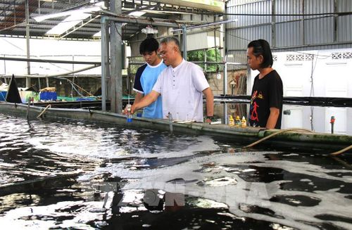 Ông Nguyễn Ngọc Thạnh, Giám đốc Công ty TNHH Công nghệ sinh học MEGA, đo độ mặn tại hồ nước biển nhân tạo. Ảnh: Hương Giang – TTXVN