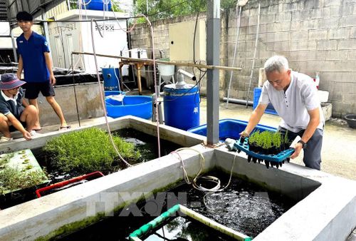 Rau ngọc long biển, một loại sau biển giàu dinh dưỡng cũng đang được thử nghiệm trồng thành công từ mô hình biển nhân tạo tại công ty TNHH Công nghệ sinh học MEGA. Ảnh: Hương Giang - TTXVN