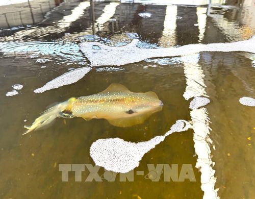 Sau khoảng 2 tháng, mực đạt trọng lượng trên 200 gram 1 con, được nhiều nhà hàng cao cấp thu mua với giá 1,2 triệu đồng/kg để làm sashimi. Ảnh: Hương Giang - TTXVN