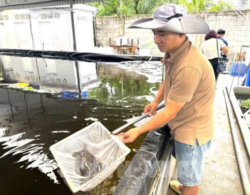 Nuôi mực biển trên bể cạn cho thu hoạch 4 vụ, mang về khoảng 400 triệu đồng mỗi năm trên diện tích 100 m2. Ảnh: Hương Giang – TTXVN