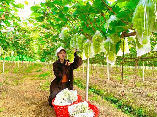 Mô hình trồng nho kết hợp với du lịch tại xã Thạch Thất cho giá trị kinh tế cao. Ảnh: Quang Ngọc