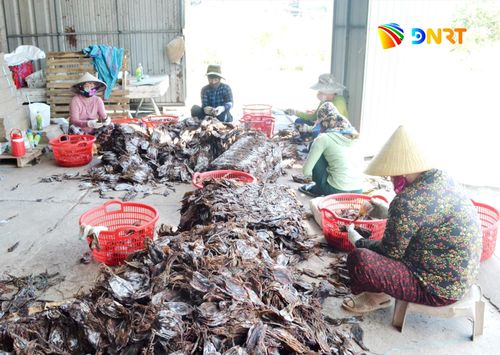 Sản phẩm mực xà đang được giá. Ảnh: QUANG VIỆT