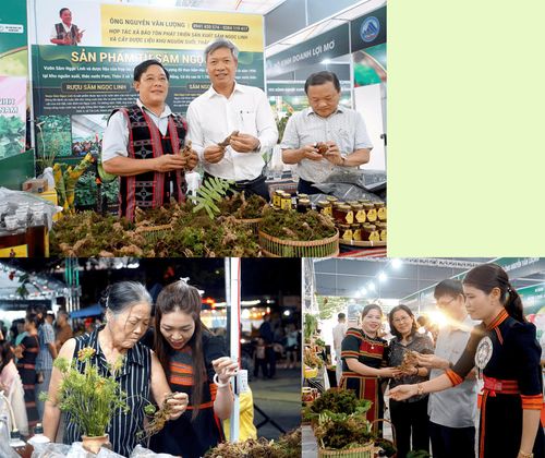 Lãnh đạo thành phố và du khách tham quan không gian quảng bá sâm Ngọc Linh tại bờ Đông sông Hàn.