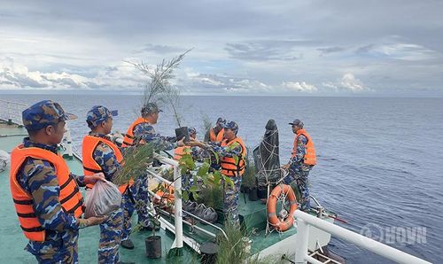 Vận chuyển cây xuống xuồng chở ra đảo.