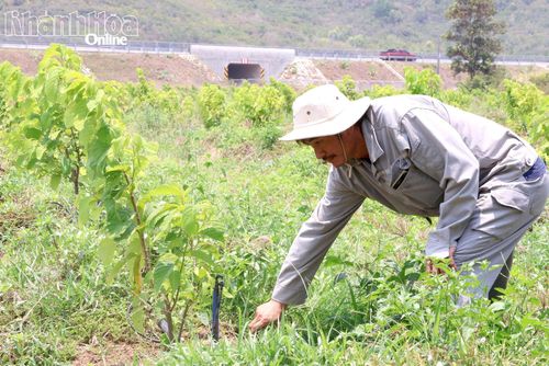 Ông Phạm Minh Chính chăm sóc vườn cây vừa mới trồng.