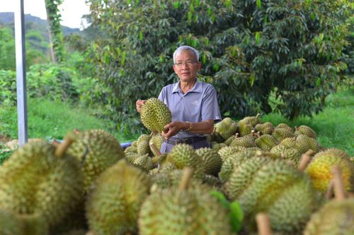 Người dân giới thiệu sầu riêng đã có mã vùng