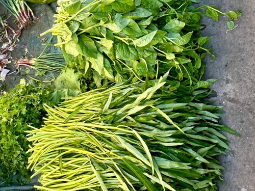 Các loại rau xanh được trồng trên đảo Phú Quý