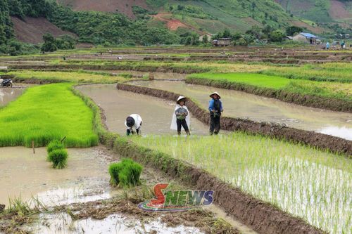 Nông dân xã Mường Lạn đội mưa để cấy lúa kịp khung thời vụ.