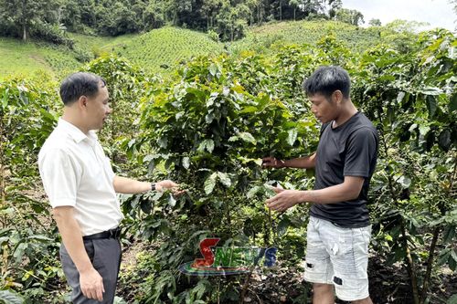 Cán bộ xã Mường Lạn hướng dẫn người dân chăm sóc cây cà phê.