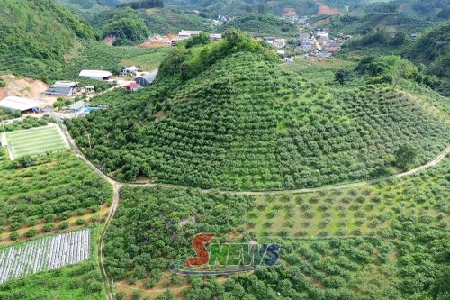Vùng trồng mận hậu công nghệ cao tại thôn Kim Chung 2, xã Phiêng Khoài.