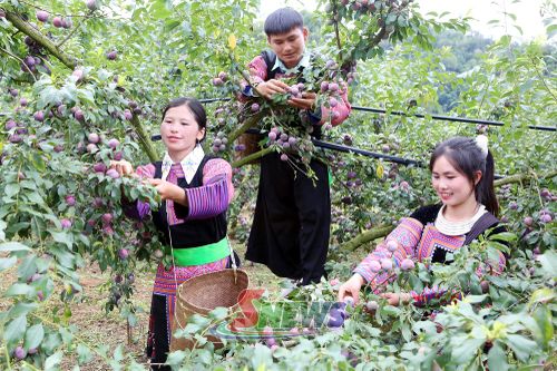 Nhân dân bản Lao Khô 2 trồng, chăm sóc mận hậu theo hướng hữu cơ.