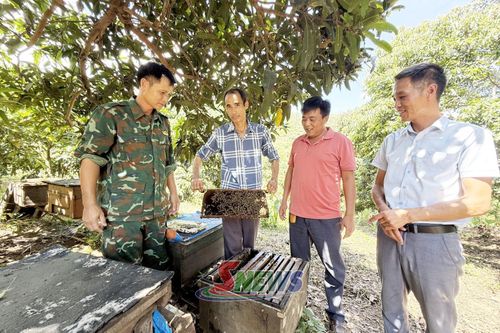 Mô hình nuôi ong lấy mật của đảng viên Trần Văn Quý.