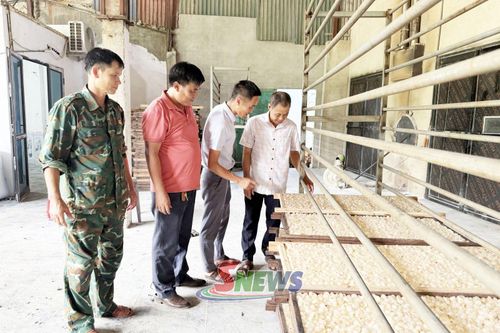 Mô hình làm long nhãn ôm sen của HTX Hoàng Hải.
