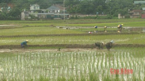 Nông dân trên tranh thủ thời điểm thời tết thuận lợi tập trung gieo cấy vụ lúa hè thu 2026.