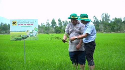 Cán bộ kỹ thuật Công ty Cổ phần Phân bón Bình Điền cùng ông Trần Văn Phước kiểm tra bộ rễ và khả năng sinh trưởng của cây lúa trên ruộng áp dụng giải pháp cải tạo đất bằng Đầu Trâu Bio-Canxi tại vùng Tứ giác Long Xuyên.