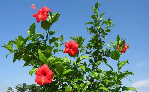 (Ảnh: Caybamien)