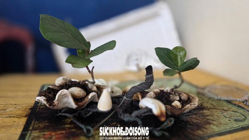 Cây bàng vuông và những viên đá mang hơi thở Trường Sa được các chiến sĩ tỉ mỉ chăm chút thành tiểu cảnh.