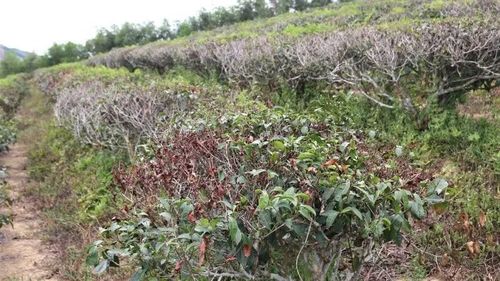 Trên địa bàn xã Hạnh Lâm, có hơn 10ha chè bị cháy lá do nắng hạn.
