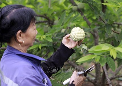 Hiện xã Đại Đình (Phú Thọ) có hơn 500 hộ trồng na với tổng diện tích khoảng hơn 80ha, tập trung ở các thôn Trại Mái, Ngọc Thụ, Đồng Bụt.