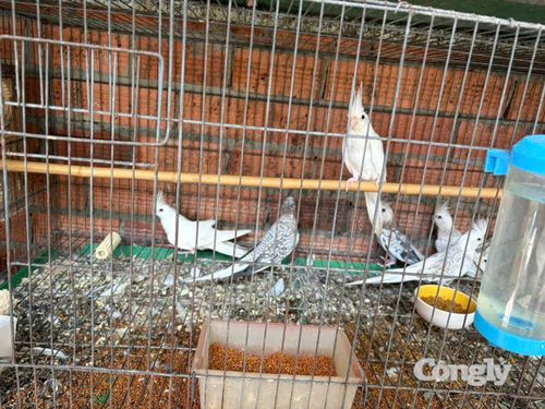 Tang vật cơ quan chức năng phát hiện.