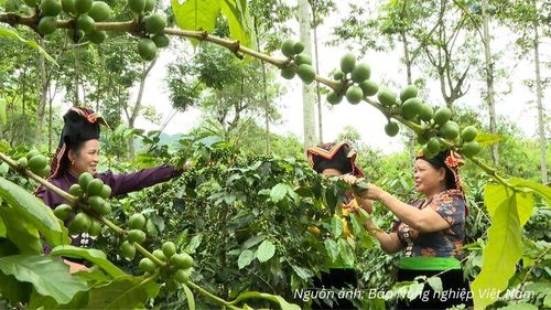 Cà phê Arabica được xác định là một trong những ngành hàng chủ lực của tỉnh Điện Biên.