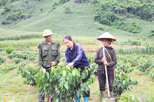 Cán bộ Trung tâm dịch vụ tổng hợp xã Tuần Giáo hướng dẫn người dân chăm sóc cây cà phê.