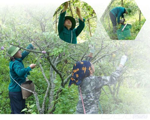 Nhờ sự hỗ trợ của Tỉnh đoàn, anh Lù Văn Đức đã khởi nghiệp thành công từ mô hình trồng mận.