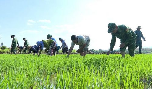 Cán bộ, chiến sĩ Đồn Biên phòng Ia Púch giúp người dân làng Chư Kó trồng lúa nước. Ảnh: Mạnh Hà