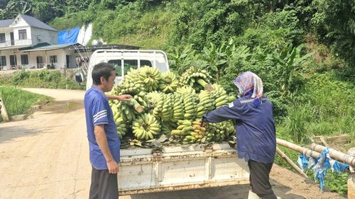 Đến thời điểm hiện tại, một số diện tích chuối đã đến thời điểm thu hoạch nhưng việc tiêu thụ gặp khó khăn do giá quá thấp.