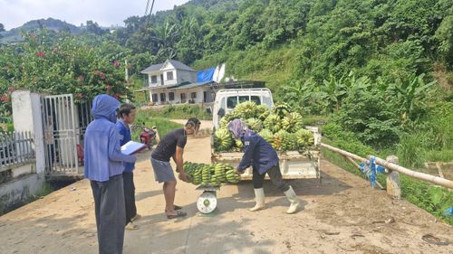 Trung tâm Dịch vụ tổng hợp xã Bát Xát làm đầu mối hỗ trợ người dân tiêu thụ sản phẩm chuối tây.