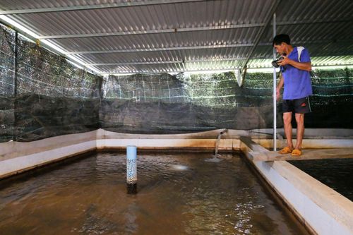 Cá chình thích hợp với môi trường tối, ẩm