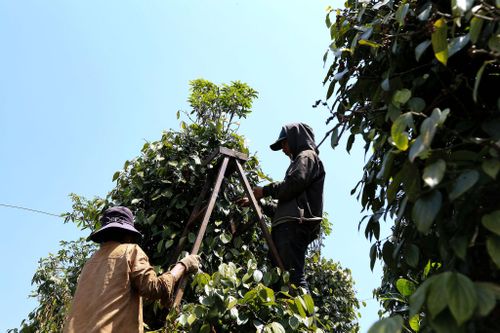 Việc liên kết trong sản xuất hồ tiêu tại Đức An đã và đang được đẩy mạnh, mang lại nhiều tín hiệu tích cực