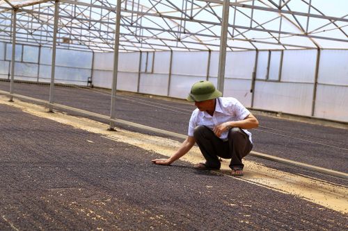 Năng suất và chất lượng hồ tiêu Đức An được cải thiện và trở thành thương hiệu có tiếng khu vực phía Tây Lâm Đồng