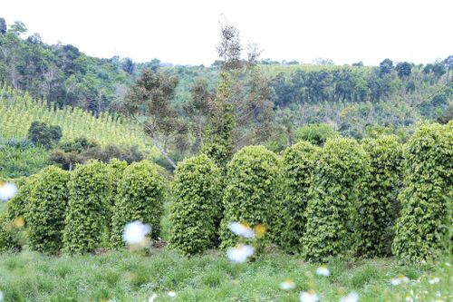 Đức An là địa bàn có diện tích hồ tiêu lớn và sản lượng cao, đã nổi tiếng nhiều năm qua tại khu vực phía Tây Lâm Đồng