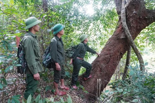  Nhờ có lực lượng bảo vệ rừng từ các hộ gia đình, rừng phòng hộ Quảng Ninh được bảo vệ tốt - Ảnh: X.V 