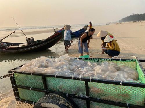 Những mẻ sứa vừa cập bến được vận chuyển về cơ sở chế biến sứa Bang Thủy - Ảnh: Quang Ngọc